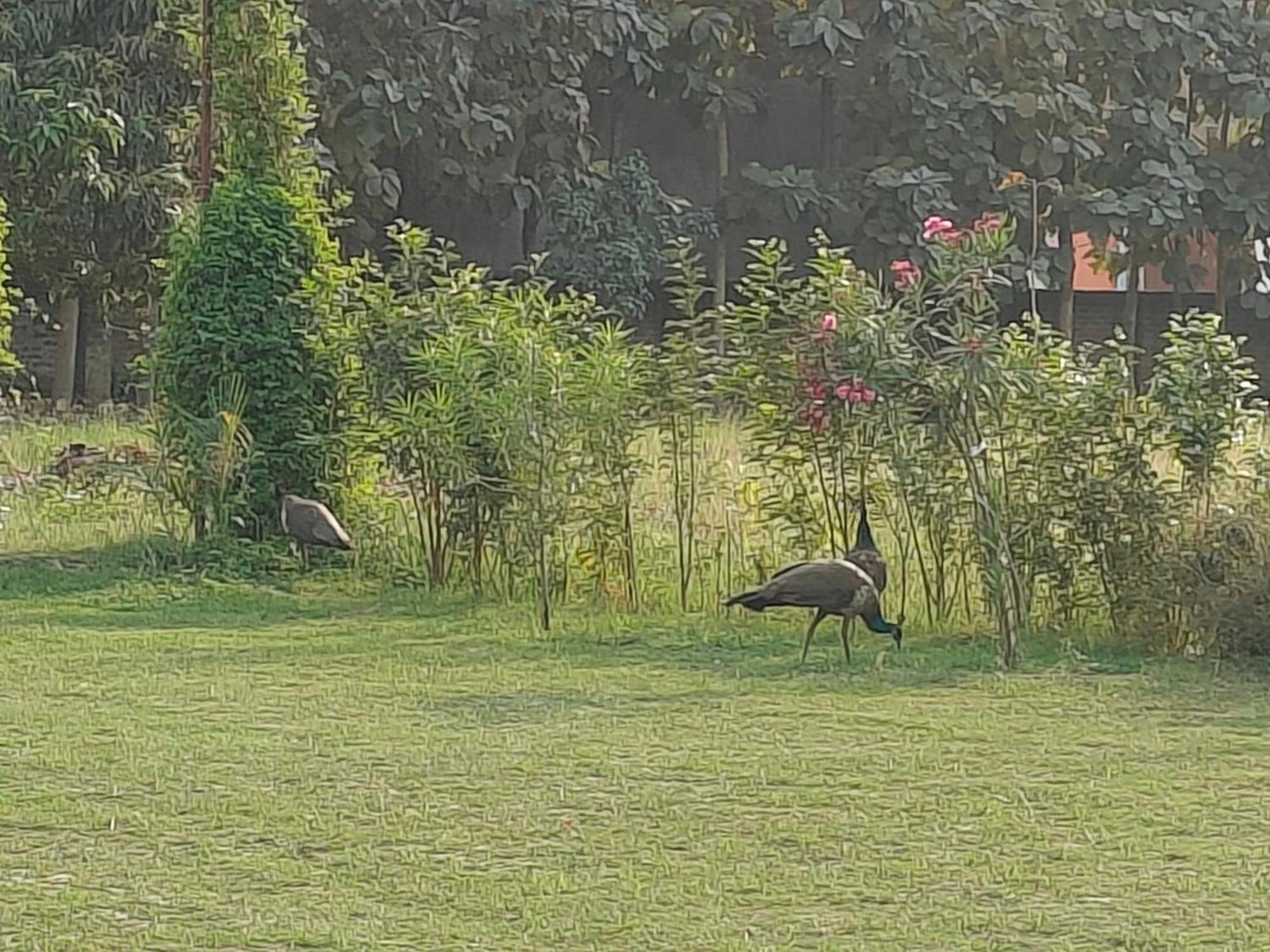 Nature Homestay Varanasi Dış mekan fotoğraf